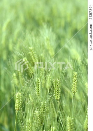小麥 2867864