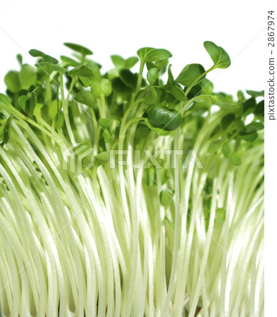 kaiware daikon, white radish sprouts, raw vegetables 2867974