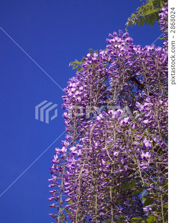 從底部看藍色的天空背後的富士花 2868024