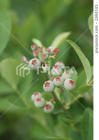 blueberries, blueberry, food 2868185