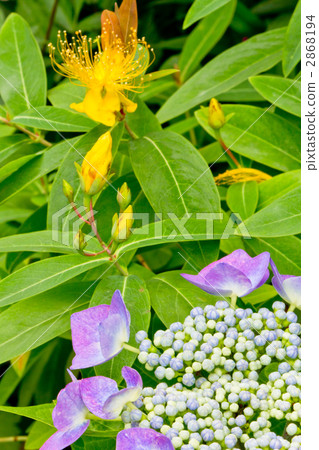 Hydrangea and Baiyo Yanagi 2868194