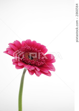Gerbera / shocking pink 2868564