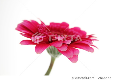 非洲菊/令人震驚的粉紅色 非洲菊/令人震驚的粉紅色 2868566