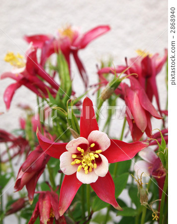 Oedamaki Seiyo（Biedermeier） 2868940