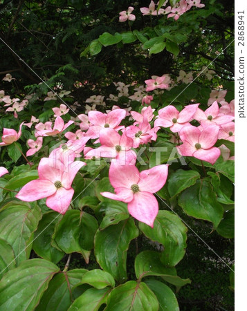 粉紅色閃爍的花朵 2868941