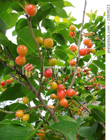Cherries (Sato Nishiki) are at ease soon Cherries (Sato Nishiki) are at ease soon 2869023