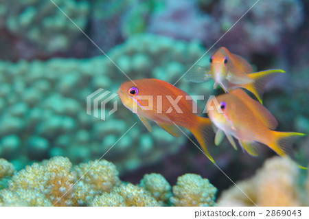 海戈爾迪 2869043