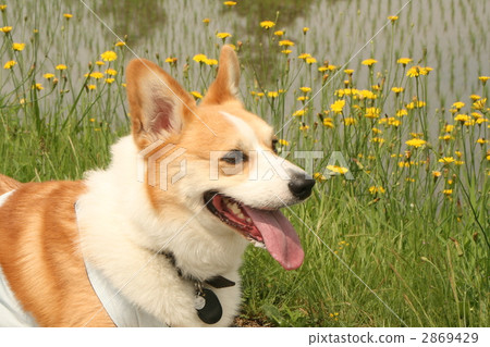 柯基 威爾士矮腳狗 毛孩 2869429