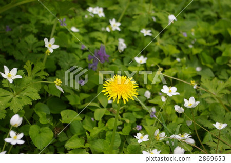 dandelion, bloom, blossom 2869653