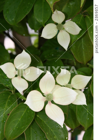 山茱萸 盛開的山茱萸 花朵 2869857