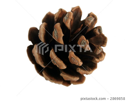 Pine cone clipping 2869858