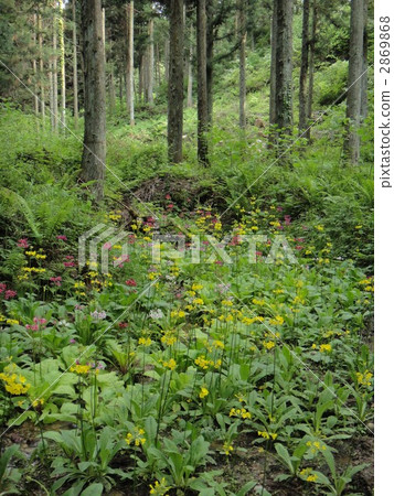 Kinzokutani forest park's clinic Kinzokutani forest park's clinic 2869868