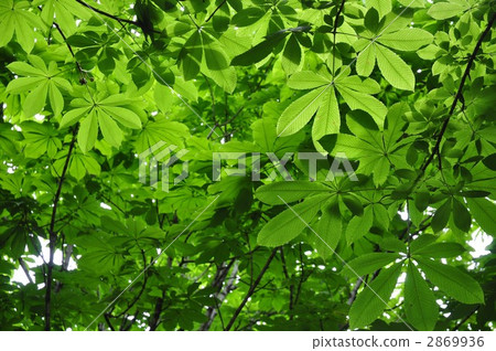 橡樹 2869936
