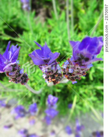 lavander, lavender, bloom 2870097
