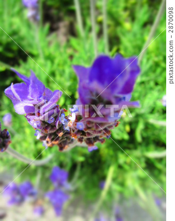 lavander, lavender, bloom 2870098