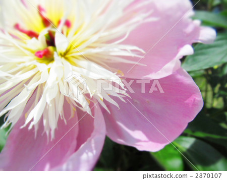 large flowered, single flower, single wheel 2870107