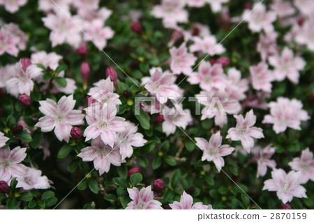 Swan mochi 008 2870159