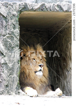 獅子 2870396