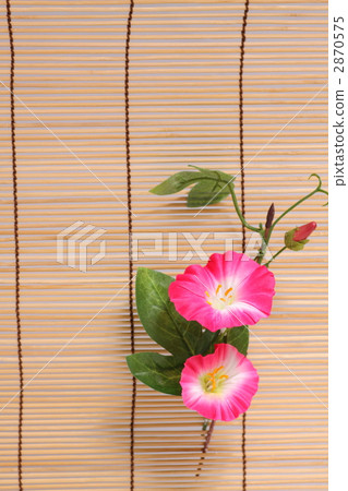 牽牛花 亮彩虹 底圖 2870575