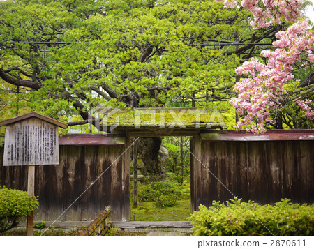 Gyozo pine from Kyoto Ohara Horse-in Temple 2870611