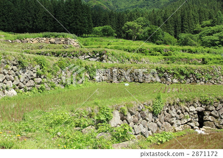 One hundred rice terraced rice fields "Village of Fukushima Rice Terrace" 2871172