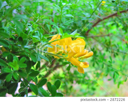 common broom, english broom, scotch broom 2872226