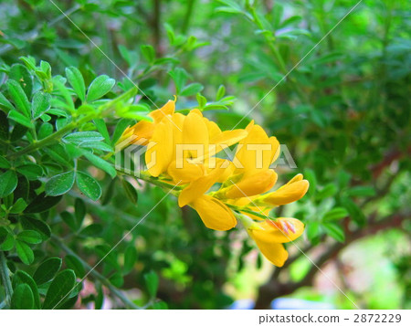 common broom, english broom, scotch broom 2872229