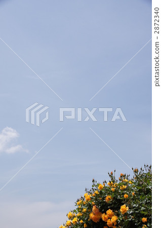 Sakaki Chikumagawa Rose Park 2872340