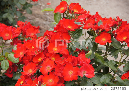 Sakaki Chikumagawa玫瑰園 Sakaki Chikumagawa玫瑰園 2872363