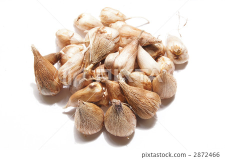 Freesia bulb harvest Freesia bulb harvest 2872466