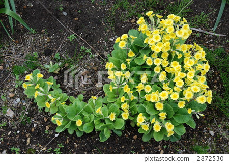 報春花 2872530