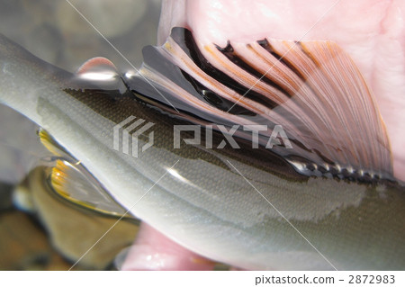 Dorsal fin of ayu 2872983