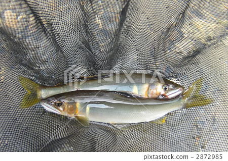 捕獲的天然香魚 2872985