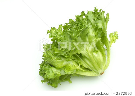 褶邊生菜 褶邊生菜 2872993