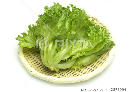 褶邊生菜 褶邊生菜 2872994