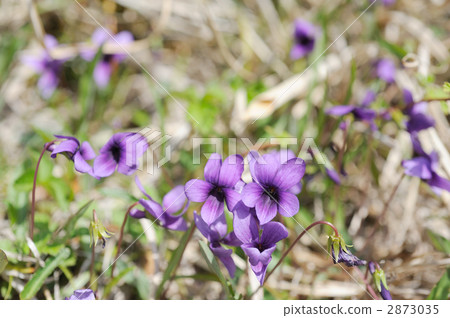 Violet Violet 2873035