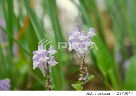 Skullcap 2873044