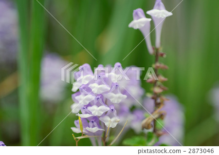 黃芩 2873046