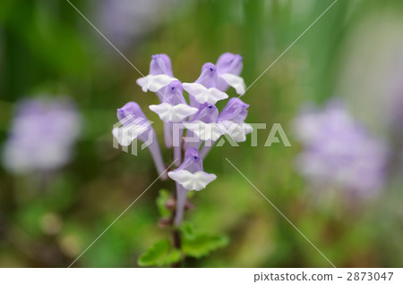 Skullcap Skullcap 2873047