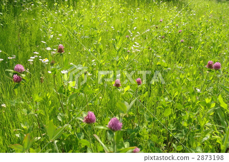 May Mayumusukusa·Leguminosae 14 2873198