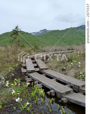Oze國家公園Ozegahara的樹路 2873337