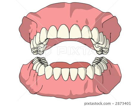 Permanent dentition 2873401