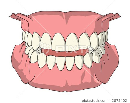 Permanent dentition 2873402