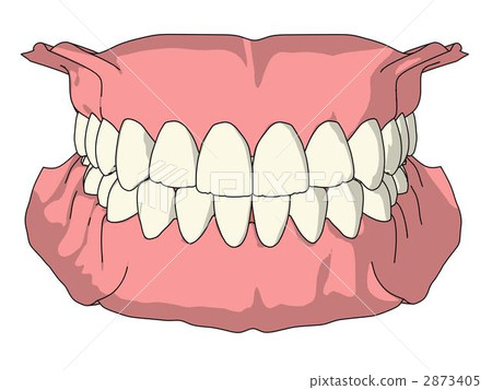 Permanent dentition 2873405