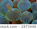 anemone, sea anemone, tide pool 2873448