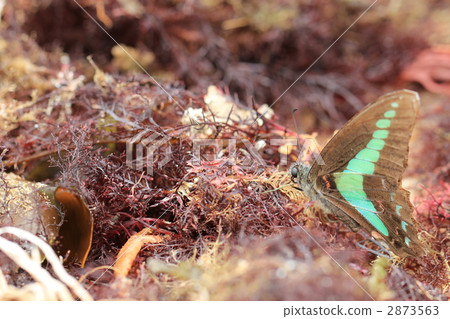 天草的Aosujijiha 2873563