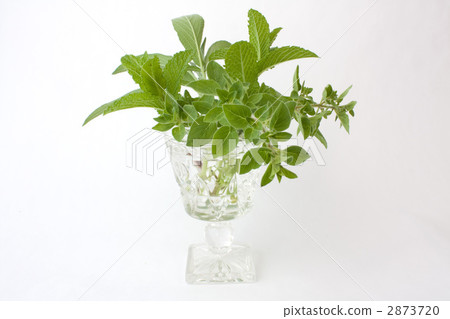 廚房藥草 廚房藥草 2873720