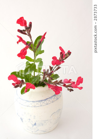 古色古香的字體和櫻桃鼠尾草 2873733