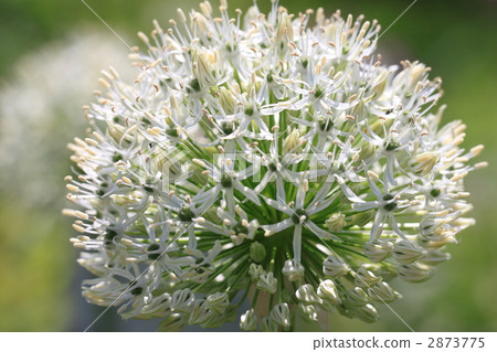 Allium Allium 2873775