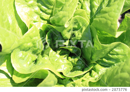 Salad cheese Salad cheese 2873776